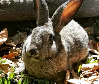 BEAUTIFUL BUNNIES FOR SALE