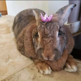 PET BUNNIES FOR SALE!!!