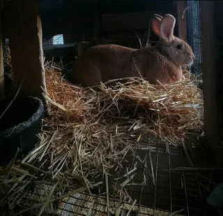 MEAT AND PET RABBITS FOR SALE