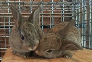 SA PHENDULA RABBITS FOR SALE