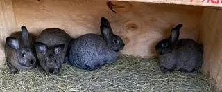 SA PHENDULA RABBITS FOR SALE