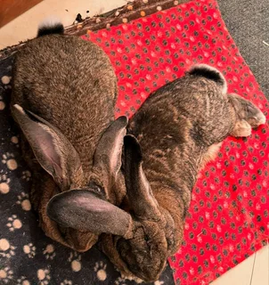 MEAT AND PET RABBITS FOR SALE