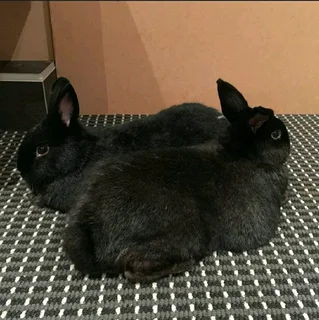 PET RABBITS FOR SALE
