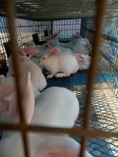 NEWZEALAND WHITE RABBITS FOR SALE