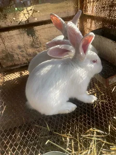 NEWZEALAND WHITE RABBITS FOR SALE
