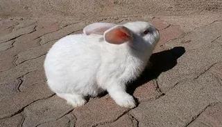 NEWZEALAND WHITE RABBITS FOR SALE