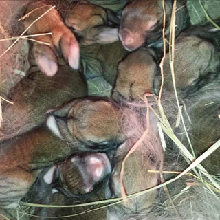 QUALITY SA PHENDULA RABBITS FOR SALE