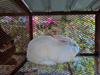 Newzealand White Rabbits For Sale