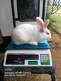 A Variety Of Pure Rabbit Breeds For Sale!!!