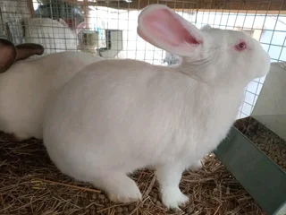 A VARIETY OF PURE RABBIT BREEDS FOR SALE!!!