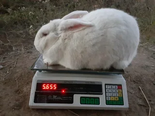 A VARIETY OF PURE RABBIT BREEDS FOR SALE!!!