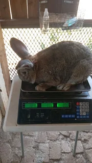 A VARIETY OF PURE RABBIT BREEDS FOR SALE!!!