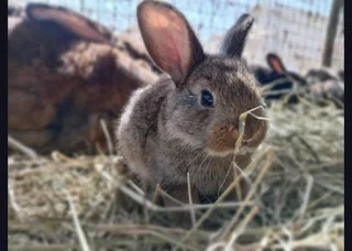 A VARIETY OF PURE RABBIT BREEDS FOR SALE!!!