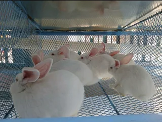 NEWZEALAND WHITE RABBITS FOR SALE