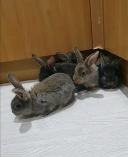SA PHENDULA RABBITS for sale