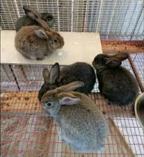 SA PHENDULA RABBITS for sale