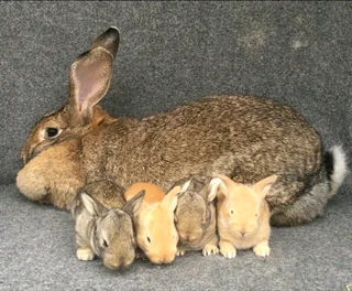 SA PHENDULA RABBITS for sale