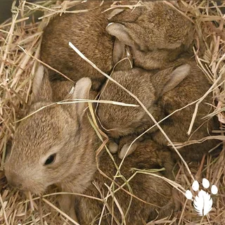 SA PHENDULA RABBITS for sale