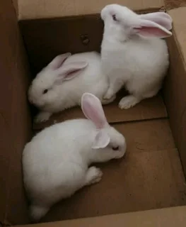 QUALITY NEWZEALAND WHITE RABBITS FOR SALE