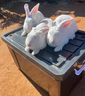 QUALITY NEWZEALAND WHITE RABBITS FOR SALE