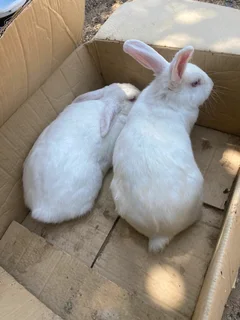 QUALITY NEWZEALAND WHITE RABBITS FOR SALE