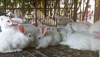 QUALITY NEWZEALAND WHITE RABBITS FOR SALE