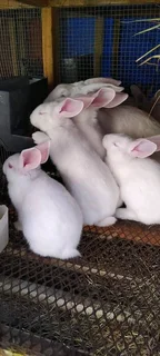 QUALITY NEWZEALAND WHITE RABBITS FOR SALE