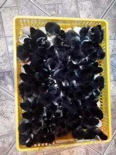 BLACK AUSTRALORP CHICKS FOR SALE