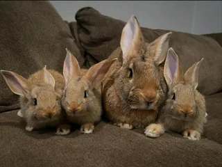 PET RABBITS FOR SALE