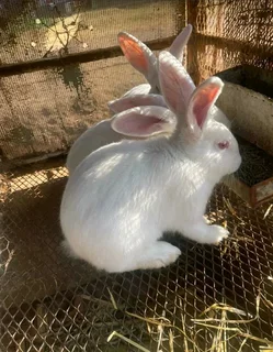 MEAT AND PET RABBITS FOR SALE
