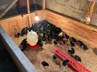 BLACK AUSTRALORP CHICKS FOR SALE