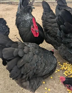 BLACK AUSTRALORP CHICKS FOR SALE