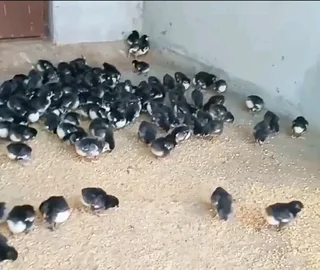 BLACK AUSTRALORP CHICKS AND FERTILE EGGS FOR SALE