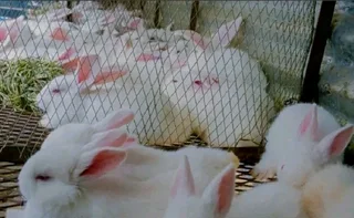 NEWZEALAND WHITE RABBITS FOR SALE