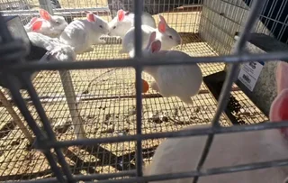 NEWZEALAND WHITE RABBITS FOR SALE