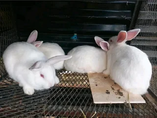 Nzw Rabbits For Sale