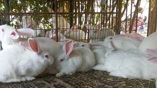 NZW RABBITS FOR SALE