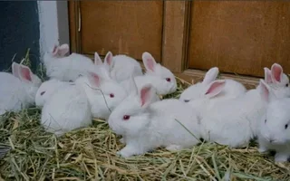 Quality NEWZEALAND WHITE RABBITS for sale