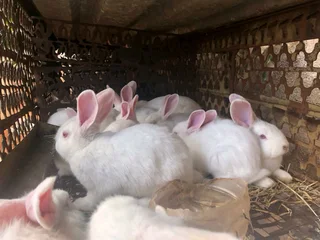 QUALITY NEWZEALAND WHITE RABBITS FOR SALE