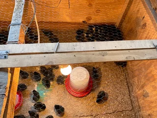 BLACK AUSTRALORP CHICKS FOR SALE