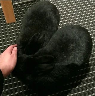 Quality SA PHENDULA RABBITS for sale