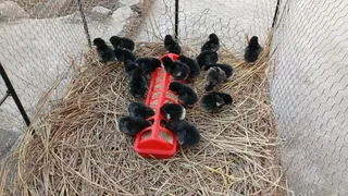 Black Australorp Chicks For Sale