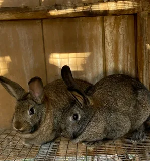 A Variety Of Pure Rabbit Breeds Available For Sale