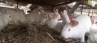 NEWZEALAND WHITE WEANERS FOR SALE