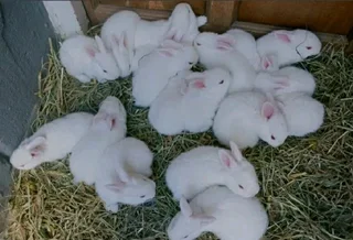 NEWZEALAND WHITE WEANERS FOR SALE