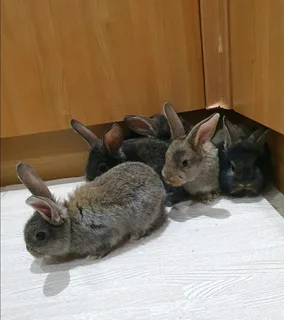 BEAUTIFUL BUNNIES AVAILABLE FOR SALE