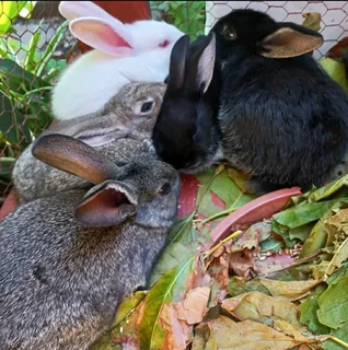 Pet Bunnies For Sale