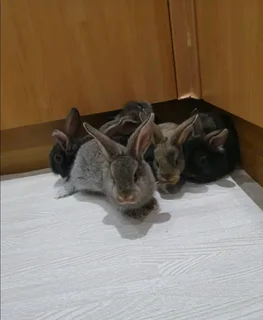 BEAUTIFUL PET BUNNIES FOR SALE