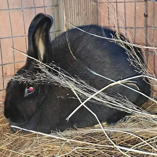 SA PHENDULA RABBITS FOR SALE