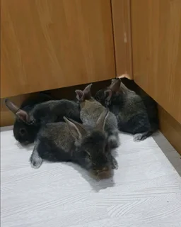 QUALITY PET BUNNIES FOR SALE